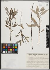 Foto von Salix sericea Marshall